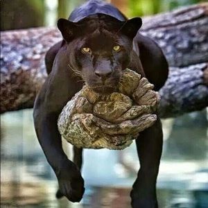 Meet your Posher, Rebertha